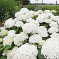 Annabelle Hydrangea Shrub -Garden Plants Annabelle Hydrangea 1 FGT