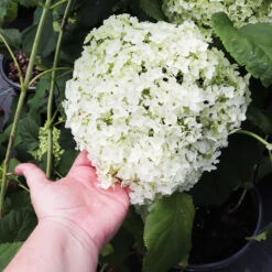 Annabelle Hydrangea Shrub -Garden Plants Annabelle Hydrangea 3