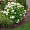 Annabelle Hydrangea Shrub -Garden Plants Annabelle Hydrangea FGT 600x600 a3d21665 a3bb 4898 b22d a5d51cf51abe