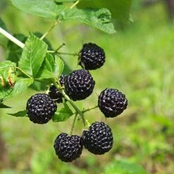 Apache Blackberry -Garden Plants Apache Blackberry 450 D1