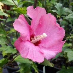 Aphrodite Rose Of Sharon Althea Shrub -Garden Plants Aphrodite Rose of Sharon 1