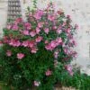 Aphrodite Rose Of Sharon Althea Shrub -Garden Plants Aphrodite Rose of Sharon 600x600 557a84dc aec1 46e4 b6c9 ac3b30a0d8c7