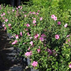 Aphrodite Rose Of Sharon Althea Shrub -Garden Plants Aphrodite Rose of Sharon 6 FGT
