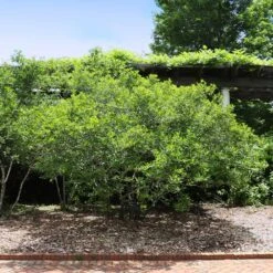 Apollo Winterberry Holly Shrub -Garden Plants Apollo WInterberry 2