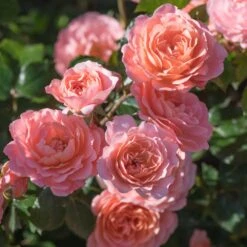 Apricot Drift® Rose -Garden Plants Apricot Drift Rose 2