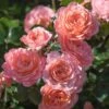 Apricot Drift® Rose -Garden Plants Apricot Drift Rose 600x600 b21d2c85 ec69 480e 8ebc bc87daa7cd1c
