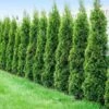 Degroot's Spire Thuja Arborvitae Tree -Garden Plants Arborvitae Degroots Sprie 600x600 41708b47 2d9d 4d9d abef b3f9940bb3df
