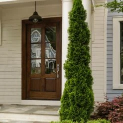 Degroot's Spire Thuja Arborvitae Tree -Garden Plants Arborvitae degroots Spire 3