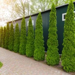 Degroot's Spire Thuja Arborvitae Tree -Garden Plants Arborvitae degroots Spire 6 FGT
