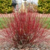 Arctic Fire® Red Twig Dogwood -Garden Plants Arctic Fire Twig Dogwood FGT 600x600 b778e302 da34 46ed 927d 499b6bb85276