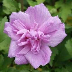 Ardens Rose Of Sharon Althea Shrub -Garden Plants Ardens Rose of Sharon 3