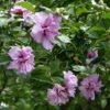 Ardens Rose Of Sharon Althea Shrub -Garden Plants Ardens Rose of Sharon FGT 600x600 457c9491 47ef 4aa0 8317 eab1882be387