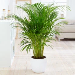 Boho House Plant Kit -Garden Plants Areca Palm 4 FGT fcbe875e 49cd 4b51 b093 6501553ebaf3