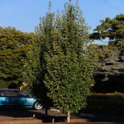 Armstrong Gold® Maple -Garden Plants Armstrong Gold 3