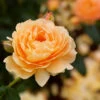 At Last® Rose -Garden Plants At Last Rose FGT 600x600 33005dce 3ead 40af 986d 6c383c692078