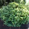 Japanese Gold Dust Aucuba Shrub -Garden Plants Aucuba Japonica Gold Dust 600x600 5fbb13f8 57d7 41a4 8038 4f2d1c089017