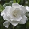 August Beauty Gardenia Shrub -Garden Plants August Beauty Gardenia 2 FGT