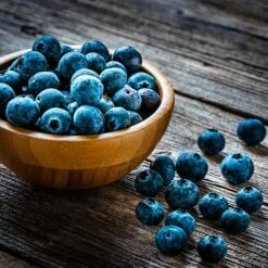 Aurora Blueberry Bush - USDA Organic -Garden Plants Aurora Blueberry 4 dc5a7e17 d7e4 4799 b1b9 177f422f6847