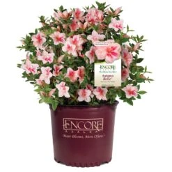 Autumn Belle® Encore® Azalea Shrub 12 Autumn Belle® Encore® Azalea Shrub -Garden Plants Autumn Belle Encore Azalea 1
