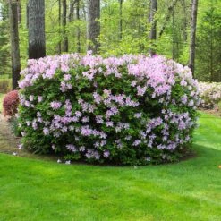 Autumn Belle® Encore® Azalea Shrub 11 Autumn Belle® Encore® Azalea Shrub -Garden Plants Autumn Belle Encore Azalea FGT 5