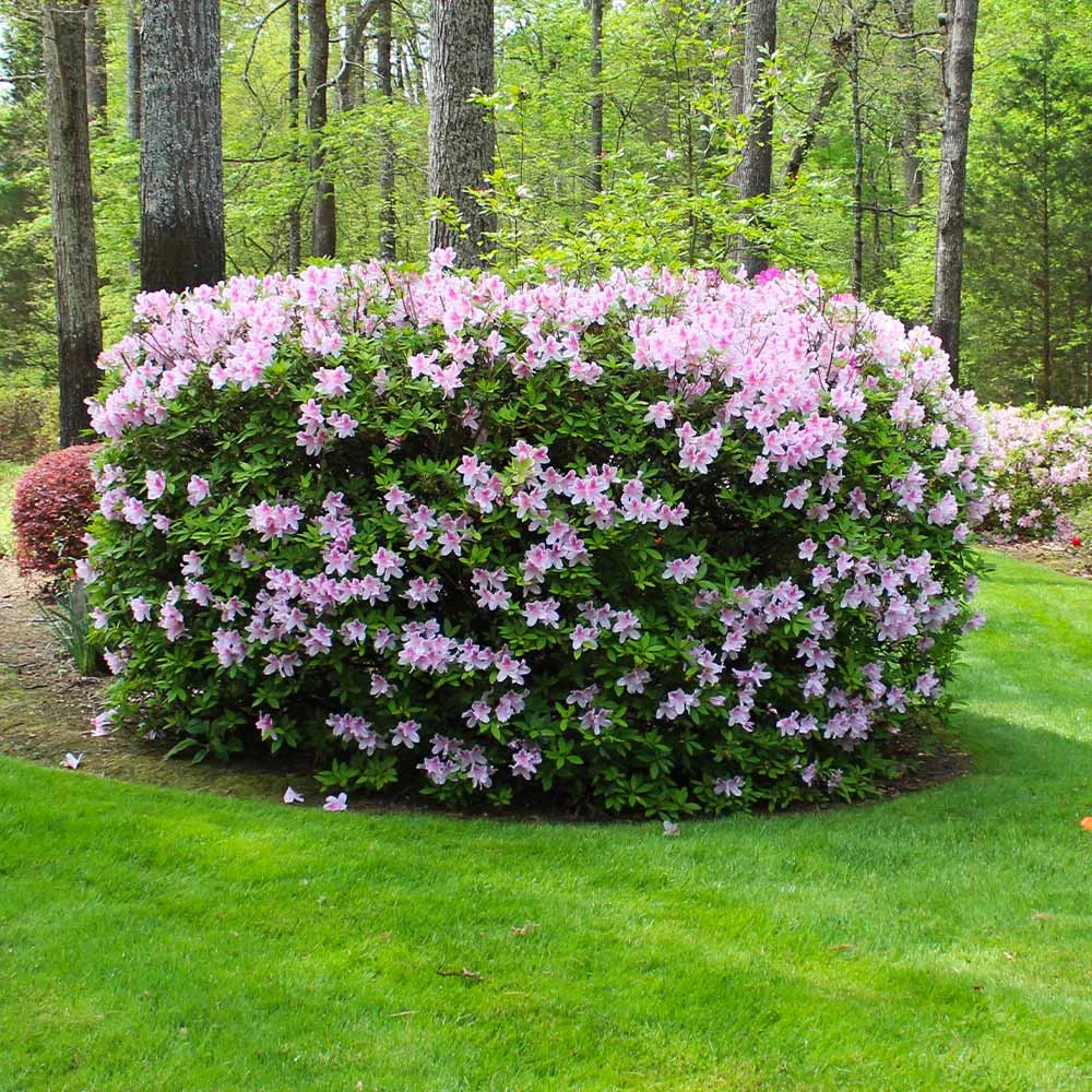 Autumn Belle® Encore® Azalea Shrub 6 Autumn Belle® Encore® Azalea Shrub - Image 4