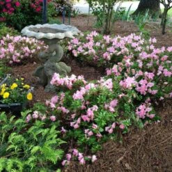 Autumn Debutante® Encore® Azalea -Garden Plants Autumn Debutante Encore 1