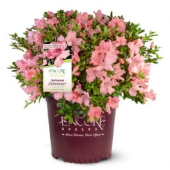 Autumn Debutante® Encore® Azalea -Garden Plants Autumn Debutante Encore 4