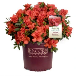 Autumn Embers® Encore® Azalea -Garden Plants Autumn Embers Azalea 1