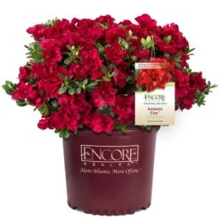 Autumn Fire® Encore® Azalea Shrub 12 Autumn Fire® Encore® Azalea Shrub -Garden Plants Autumn Fire Encore Azalea 1