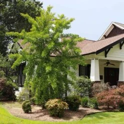 Autumn Gold Ginkgo Tree -Garden Plants Autumn Gold Ginkgo Biloba 1 FGT