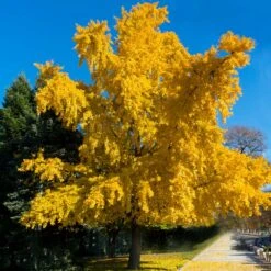 Garden Plants -Garden Plants Autumn Gold Ginkgo Biloba 3 FGT