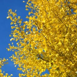 Autumn Gold Ginkgo Tree -Garden Plants Autumn Gold Ginkgo Biloba 4 FGT