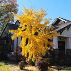 Autumn Gold Ginkgo Tree -Garden Plants Autumn Gold Ginkgo Biloba 8