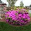 Autumn Royalty® Encore® Azalea 1 Autumn Royalty® Encore® Azalea -Garden Plants Autumn Royalty Encore Azalea 600x600 FGT