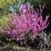 Avondale Redbud Tree -Garden Plants Avodale redbud 600x600 9550c077 73be 4508 bea5 1dbcdac61e50
