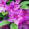 Karen Azalea Shrub -Garden Plants Azalea Karen 600x600 16fd83c9 80cf 4b82 a94a 582426947272