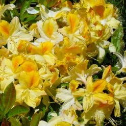 Lemon Lights Azalea Shrub -Garden Plants Azalea Lemon lights 1