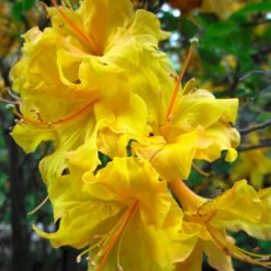 Lemon Lights Azalea Shrub -Garden Plants Azalea Lemon lights 2