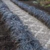 Black Mondo Grass 1 Black Mondo Grass -Garden Plants BLack Mondo Grass FGT 600x600 622c0ffc b0ba 4c96 a239 431a18ae5528