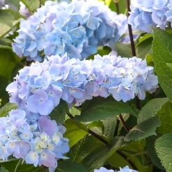 Blue Enchantress® Hydrangea 9 Blue Enchantress® Hydrangea -Garden Plants BLue Enchantress Hydrangea 1 BB