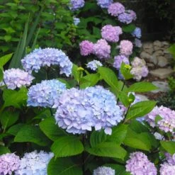Blue Enchantress® Hydrangea 8 Blue Enchantress® Hydrangea -Garden Plants BLue Enchantress Hydrangea 3 FGT