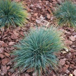 Blue Fescue Grass -Garden Plants BLue Fescue Grass 3 FGT