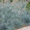 Blue Fescue Grass -Garden Plants BLue Fescue Grass FGT 600x600 832cd788 6bd8 4a89 976f 7165df671401