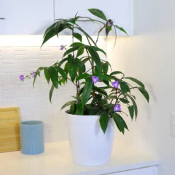 Weeping Blue Ginger Plant -Garden Plants BLue Ginger 4 FGT