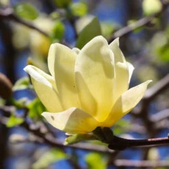 Magnolia 'Butterflies' Tree -Garden Plants BUtterflies Magnolia 3 FGT