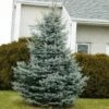 Baby Blue Spruce Tree 1 Baby Blue Spruce Tree -Garden Plants Baby Blue FGT 600x600 2439e39e 705a 45b7 bb21 b65718217949