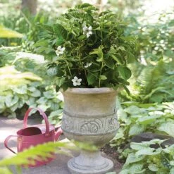 Bushel And Berry® Baby Cakes Blackberry® -Garden Plants Baby Cakes Blackberry 1