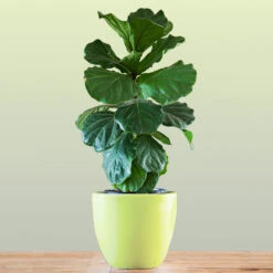 Bambino Fiddle Leaf Fig -Garden Plants Bambino FIddleLeafFIg 1 FGT
