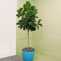 Bambino Fiddle Leaf Fig -Garden Plants Bambino FIddleLeafFIg 6