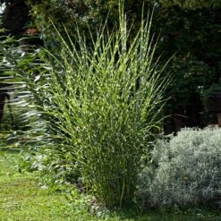 Miscanthus Bandwidth (Chinese Silver Grass) -Garden Plants Bandwidth Maiden Grass 1